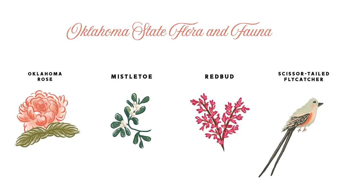 Oklahoma rose, mistletoe, redbud, and scissor-tailed flycatcher illustrations